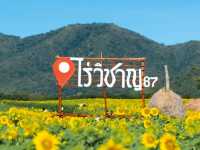 ทุ่งทานตะวัน ไร่วิชาญ ลพบุรี 