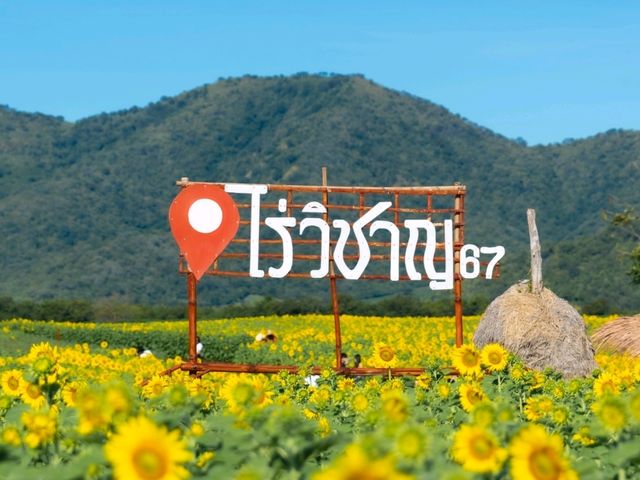 ทุ่งทานตะวัน ไร่วิชาญ ลพบุรี 