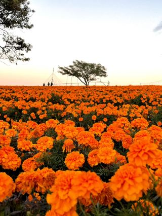 [Saitama x Autumn] Một cánh đồng hoa cúc vạn thọ