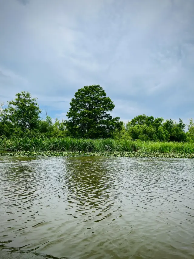 ［紐奧良旅遊］New Orleans Swamp Tour-尋找野生鱷魚🐊