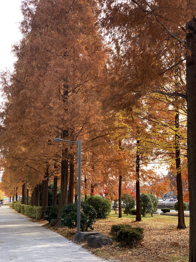 정말 좋았던 가을 단풍놀이🍂🍁