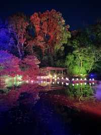 〜京都府〜年末年始ここ行って！NAKED・光の神苑 平安神宮⛩️