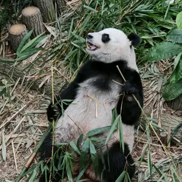 Singapore Zoo and River Wonders - Perfect plan for weekend Getaways