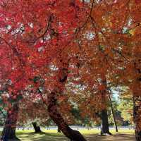 【京都】おすすめの紅葉スポット