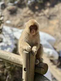 Meet adorable monkeys in Nagano🐒❤️❤️