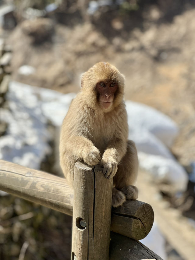 Meet adorable monkeys in Nagano🐒❤️❤️