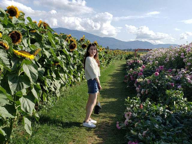🇨🇦 加拿大西部太陽花田🌻
