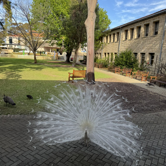 Perth 6 Days Itinerary