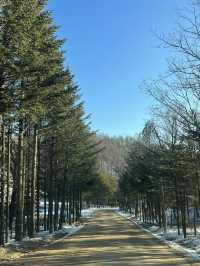 600만평 대관령 삼양목장 🐑