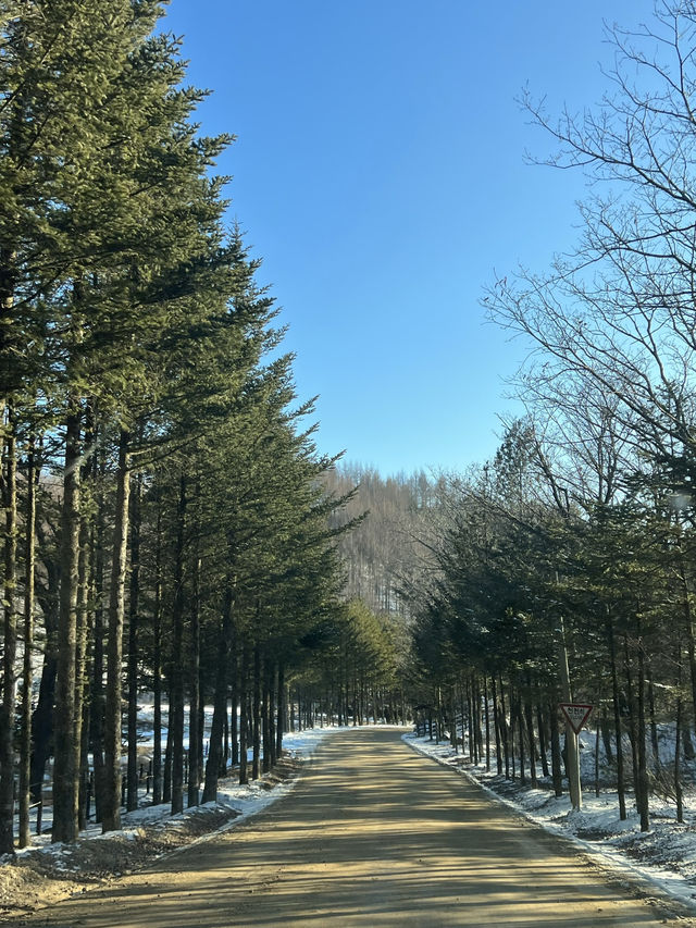600만평 대관령 삼양목장 🐑
