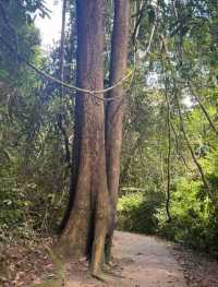A Journey Through Nature’s Masterpiece: My Adventure at Khao Yai National Park