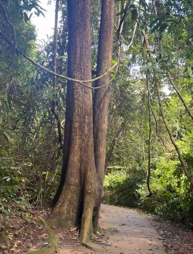 A Journey Through Nature’s Masterpiece: My Adventure at Khao Yai National Park