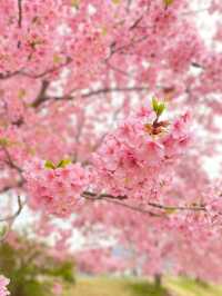 【冬に咲く桜】河津桜のおすすめスポット🪧