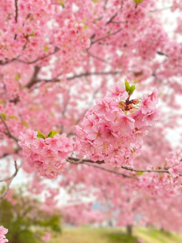 【冬に咲く桜】河津桜のおすすめスポット🪧