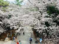 🇰🇷 釜山必去的鐵路賞櫻景點🌸