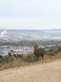 【奈良】気軽に登れて絶景！若草山