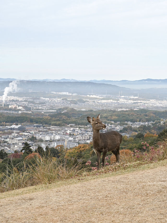 【奈良】気軽に登れて絶景！若草山