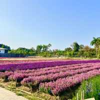 สวนดอกไม้ ไอ เลิฟ ฟลาวเวอร์