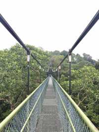 Treetop Walk Singapore: A Breathtaking Hike Above the Rainforest
