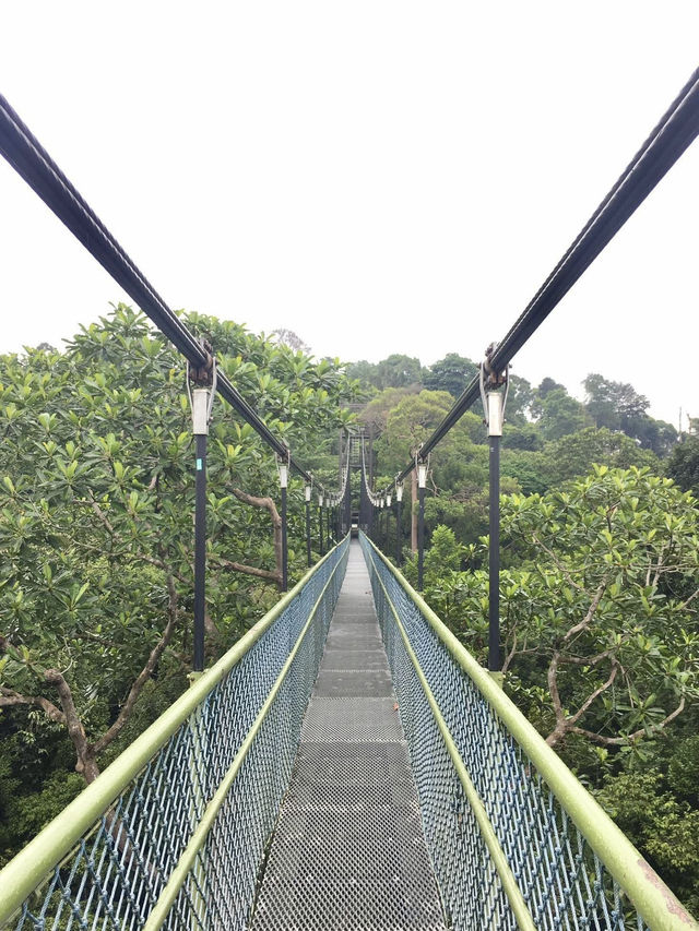 Treetop Walk Singapore: A Breathtaking Hike Above the Rainforest