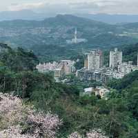 台北｜指南宮櫻花盛開，美不勝收