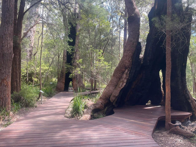 Denmark Australia 🇦🇺 