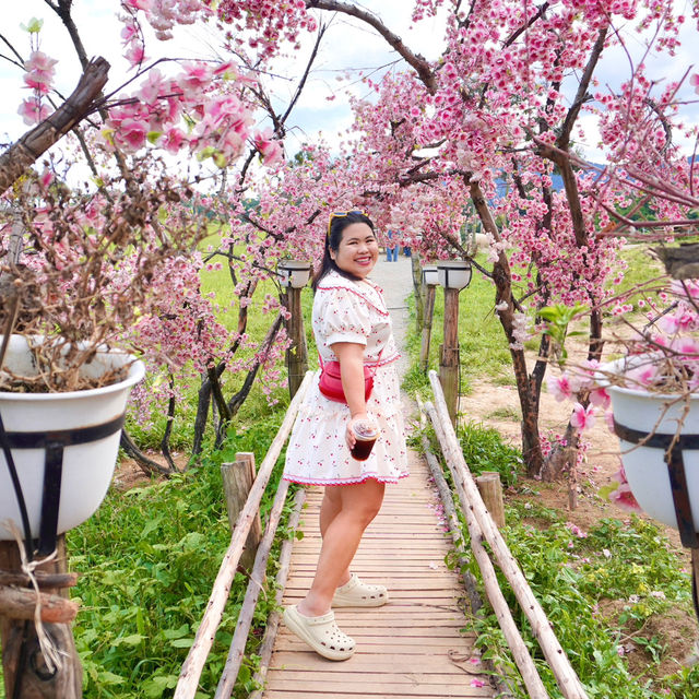 🐑 ม่อนแกะ เขาค้อ ✨