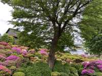 🇯🇵 東京超美杜鵑花神社🌺 🎐