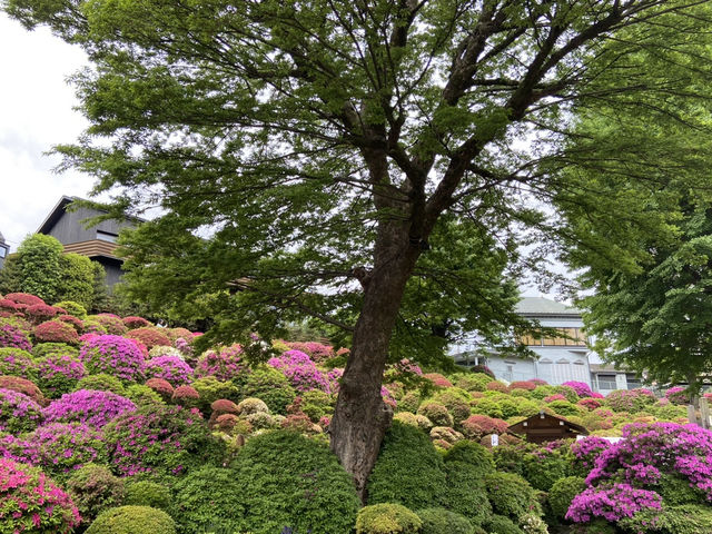 🇯🇵 東京超美杜鵑花神社🌺 🎐