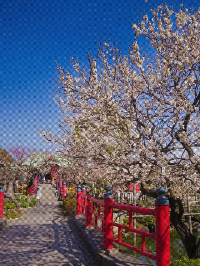 龜戶天神社也被稱為「龜戶天滿宮」