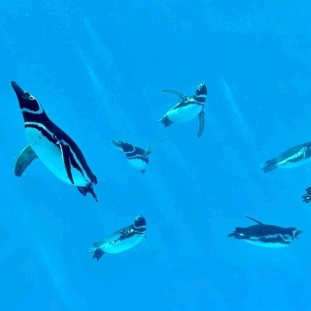 【上越水族館企鵝散步】