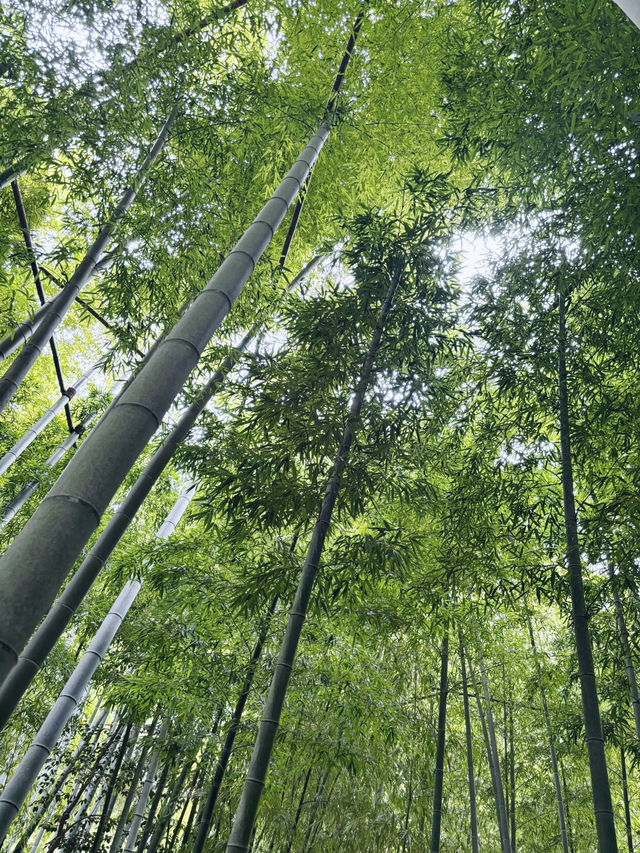 【神奈川県　鎌倉市の禅寺　報国寺で美しい苔の庭と竹林を歩みお抹茶を一服】 