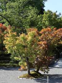 Summer Serenity at Eikando Temple: A Hidden Kyoto Gem