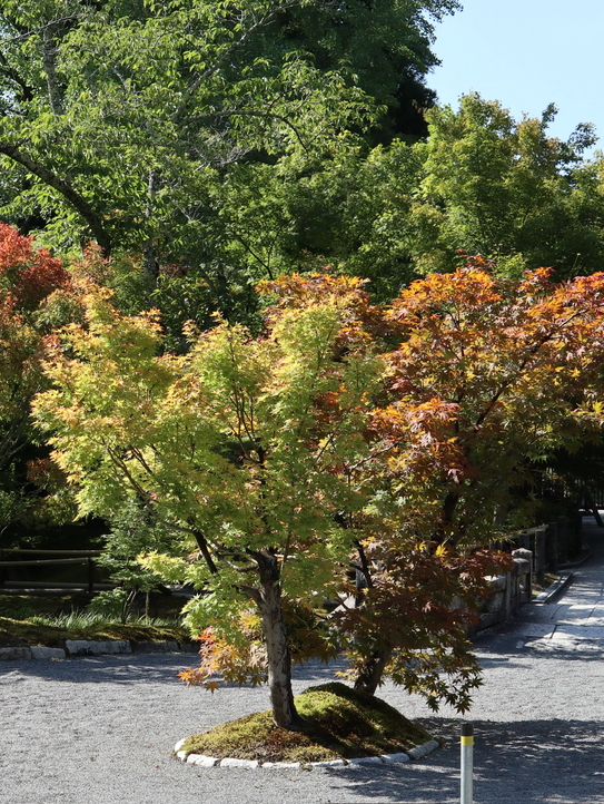 Summer Serenity at Eikando Temple: A Hidden Kyoto Gem