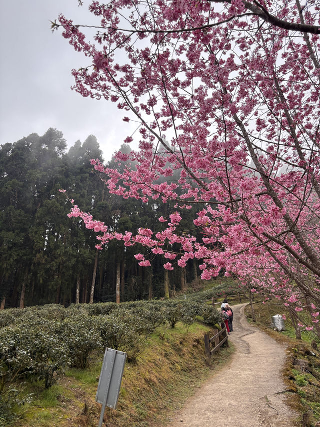 每年櫻花季必來🌸