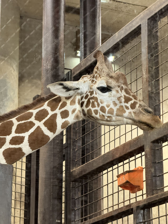 秋葉原、淺草與上野動物園的一日遊冒險 🌟