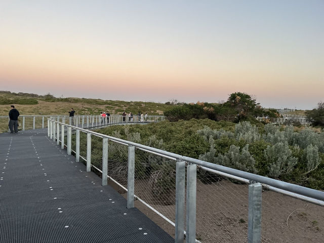 🇦🇺澳洲限定企鵝歸巢奇景🐧