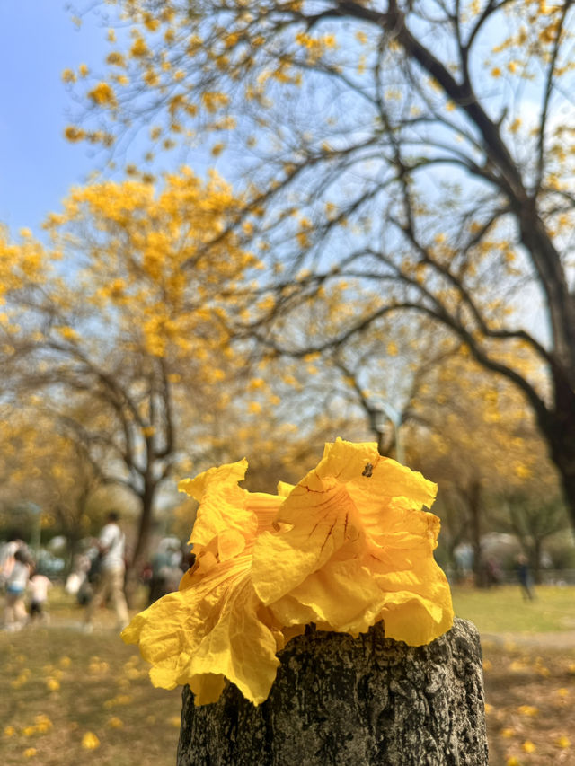 台中｜灑滿天際的金黃 台中廍子公園黃花風鈴木滿開