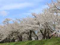 ซากุระบานริมสายน้ำ ที่ Hinokinai River, Kakunodate