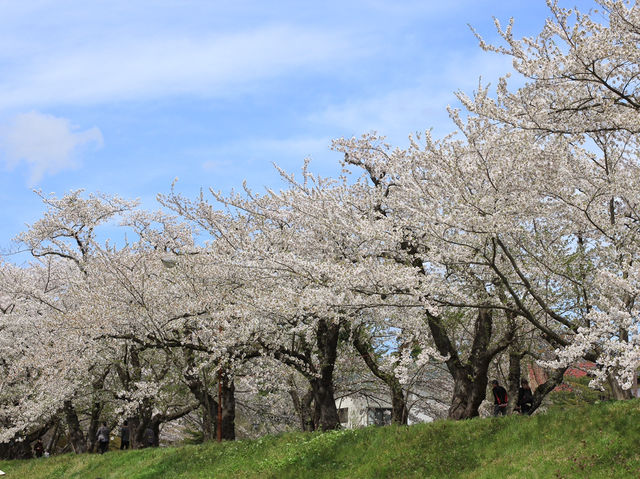 ซากุระบานริมสายน้ำ ที่ Hinokinai River, Kakunodate