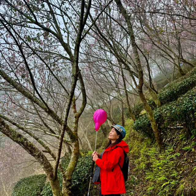 私人秘境瑪嵐雲瀑花園賞櫻、賞茶園及雲海趣