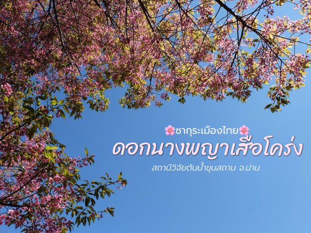 ซากุระเมืองไทย🌸ดอกนางพญาเสือโคร่ง @ขุนสถาน