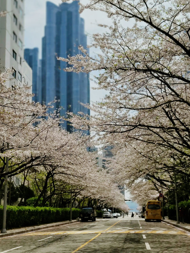 🌸 **釜山櫻花大道賞櫻花遊覽分享** 🌸