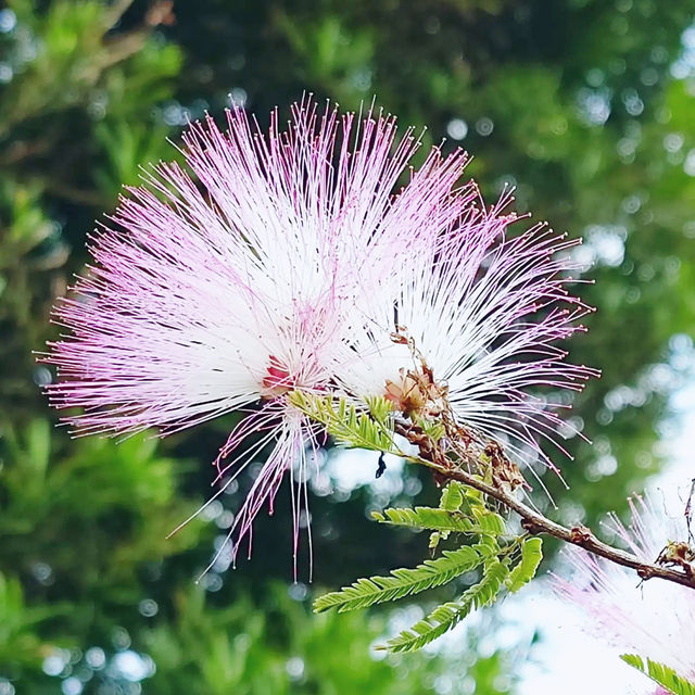 🌸 **大埔海濱公園櫻花觀賞分享** 🌸