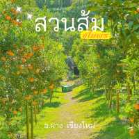 เก็บส้ม🍊 กินส้ม ที่สวนส้มชไมพร เชียงใหม่