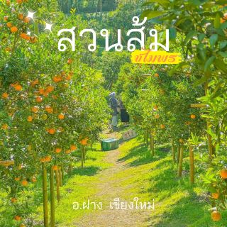 เก็บส้ม🍊 กินส้ม ที่สวนส้มชไมพร เชียงใหม่