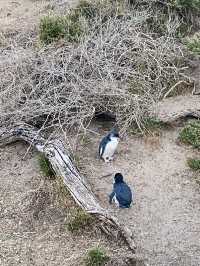 Penguin Parade at Philip Island