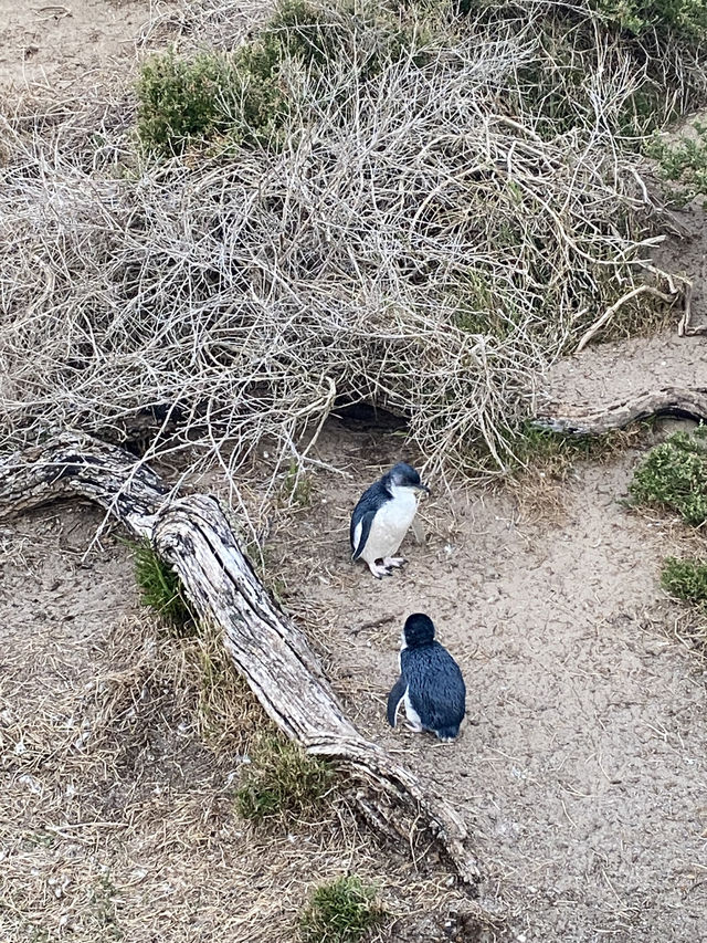 Penguin Parade at Philip Island