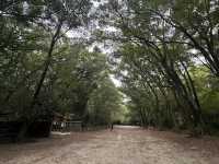 四季變幻中的靈性之旅：探訪京都賀茂御祖神社與其季節御守