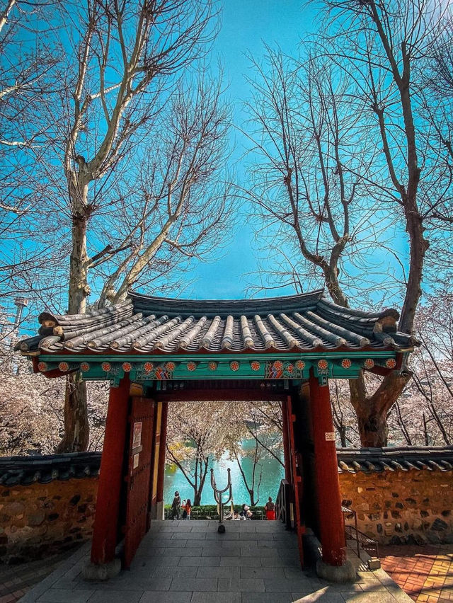 Chasing Sakura in South Korea 🌸